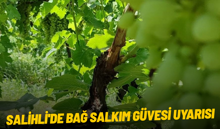 Salihli'de bağ salkım güvesi uyarısı