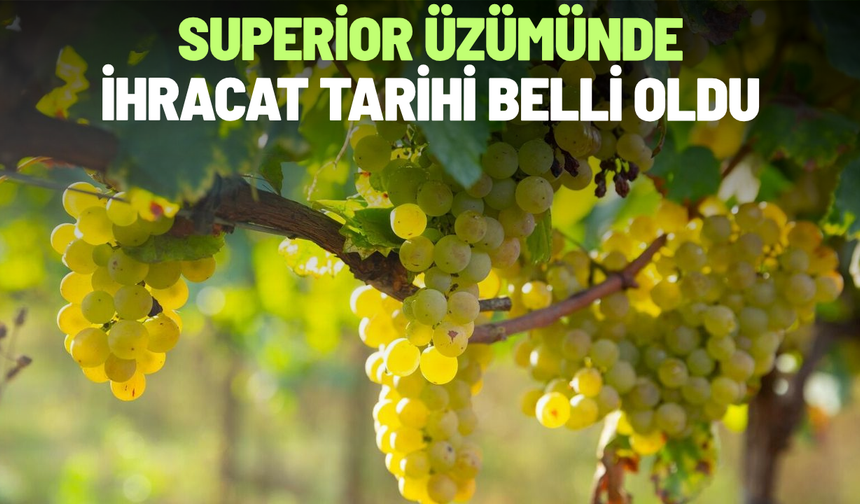 Superior üzümünde ihracat tarihi belli oldu