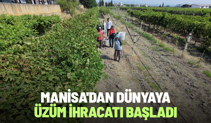 Manisa'dan dünyaya üzüm ihracatı başladı