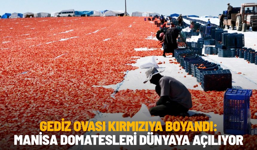 Gediz Ovası kırmızıya boyandı: Manisa domatesleri dünyaya açılıyor