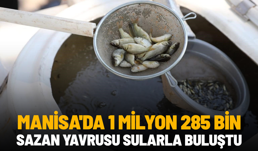 Manisa'da 1 milyon 285 bin sazan yavrusu sularla buluştu