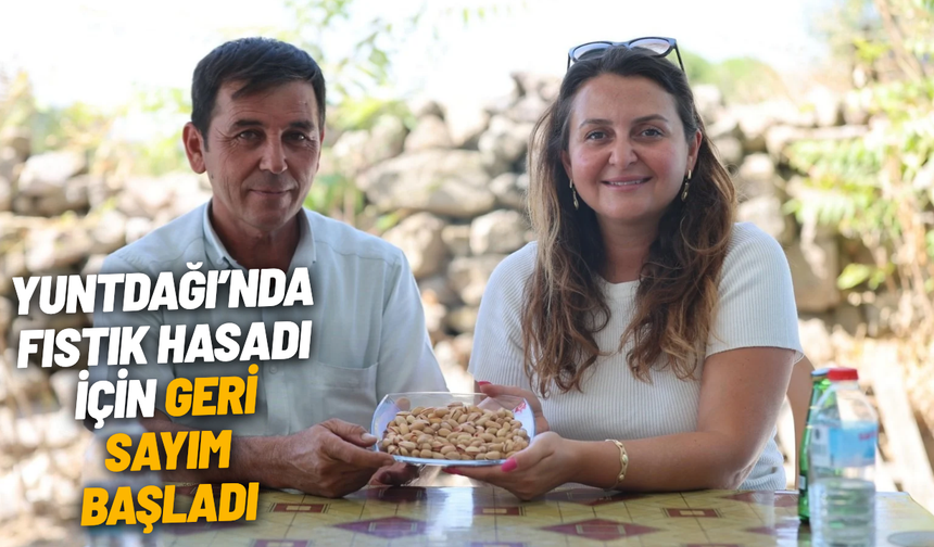 Yuntdağı'nda fıstık hasadı için geri sayım başladı
