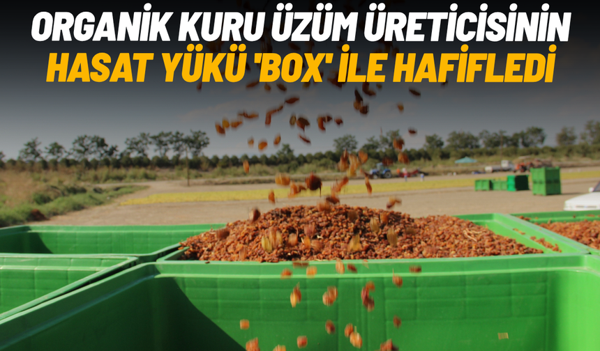 Organik kuru üzüm üreticisinin hasat yükü 'Box' ile hafifledi
