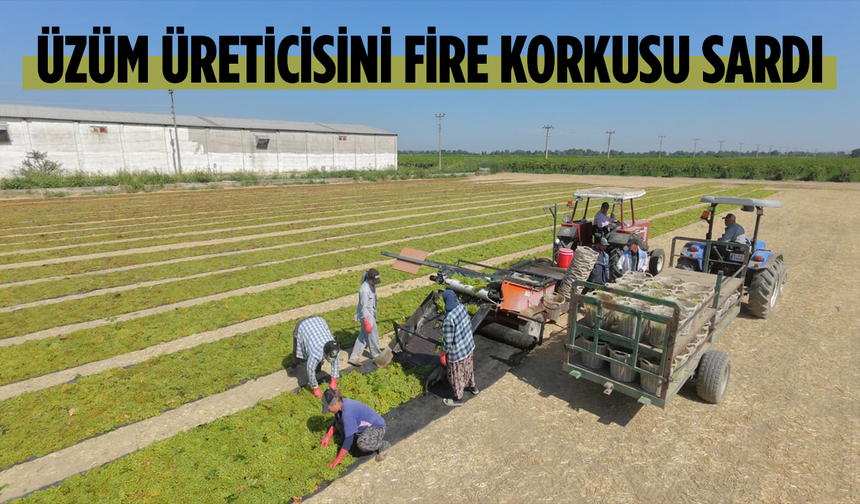 Üzüm üreticisini fire korkusu sardı