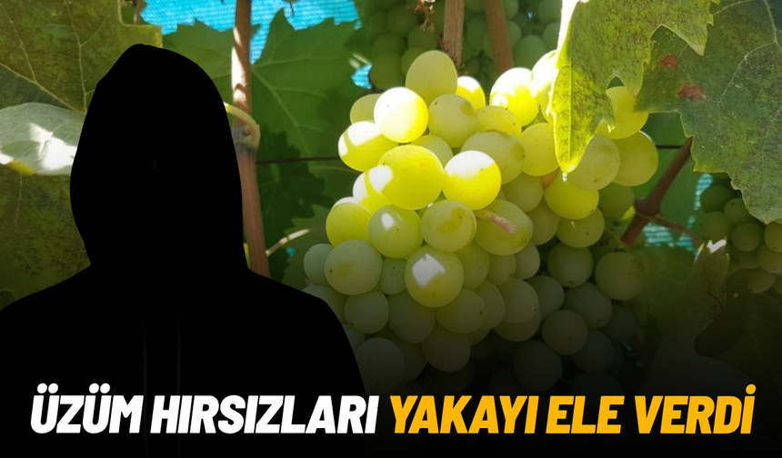 2 ton üzüm hırsızlığının şüphelileri yakalandı