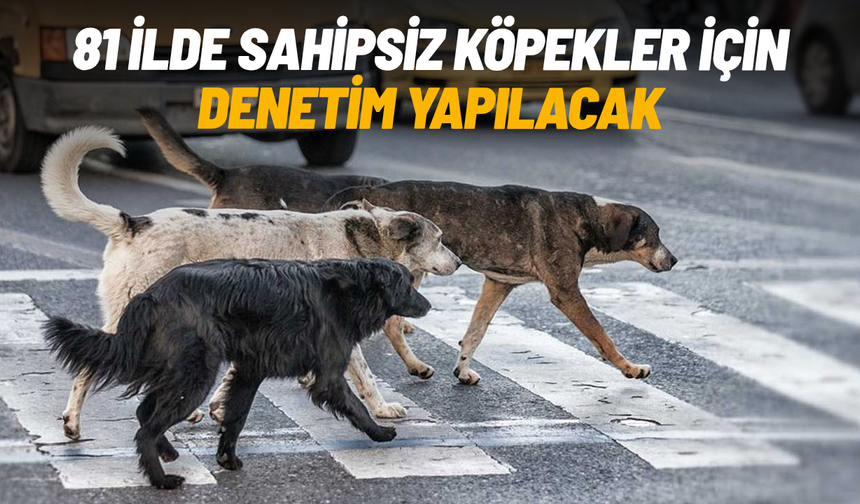 81 ilde sahipsiz köpekler için denetim yapılacak