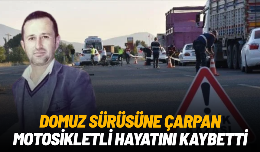 Domuz sürüsüne çarpan motosiklet sürücü hayatını kaybetti