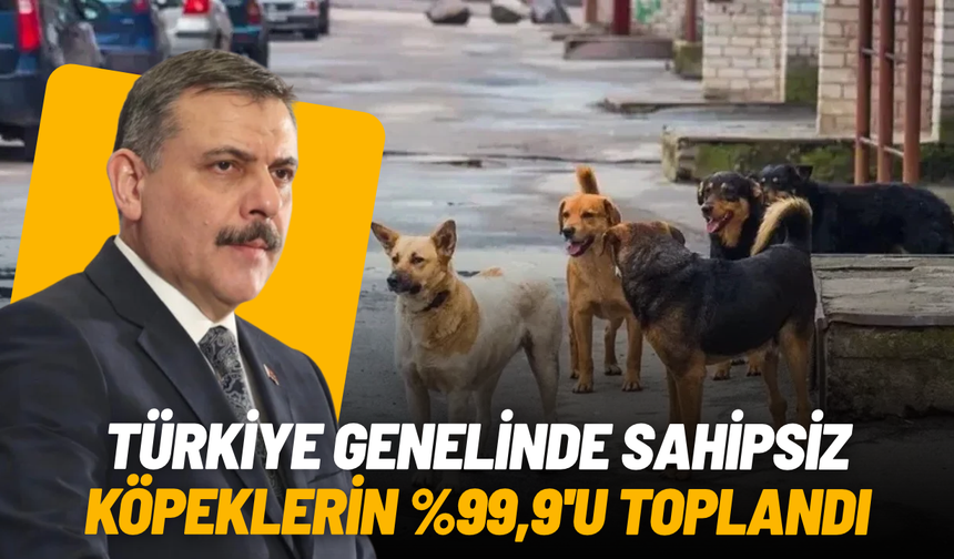 Bakan Çiftçi açıkladı: Sokak köpeklerinin yüzde 99,9’u toplandı