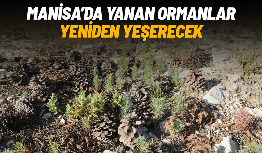 Manisa'da yanan ormanlar yeniden yeşerecek