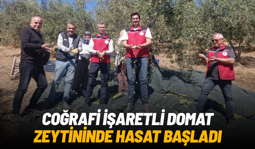 Coğrafi işaretli Domat zeytininde hasat başladı