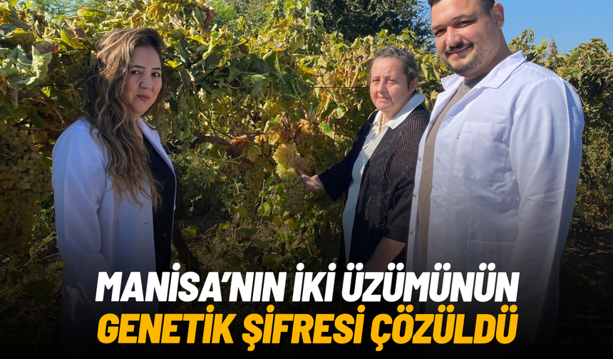 Manisa'nın iki üzümünün genetik şifresi çözüldü