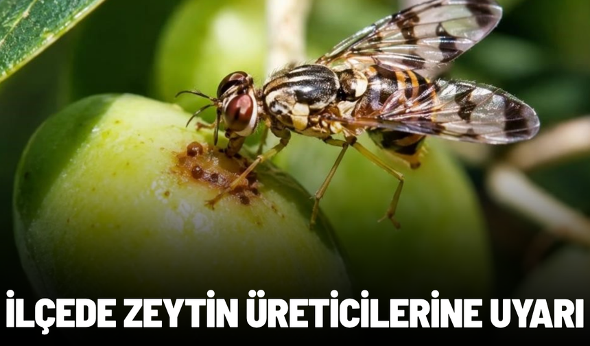 Salihli'de zeytin üreticilerine sinek uyarısı
