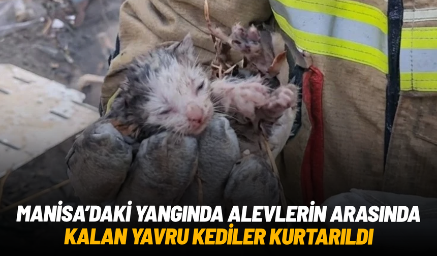 Manisa'da alevlerin arasında kalan yavru kediler kurtarıldı