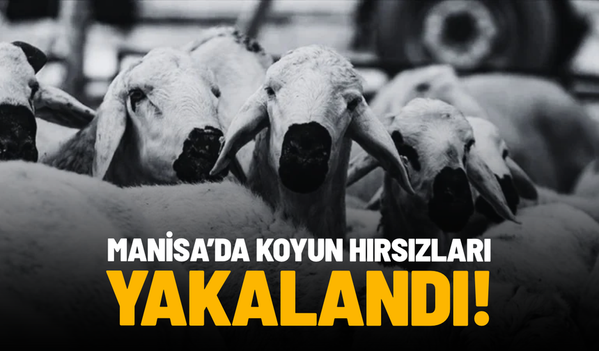 Manisa’da 8 koyun çalan 2 kişi tutuklandı, aranan 2 şahıs yakalandı
