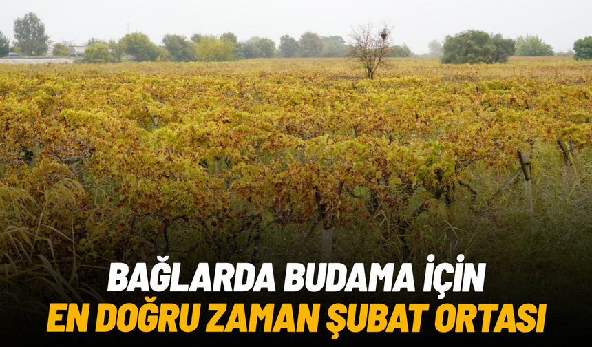 Bağlarda budama için en doğru zaman şubat ortası