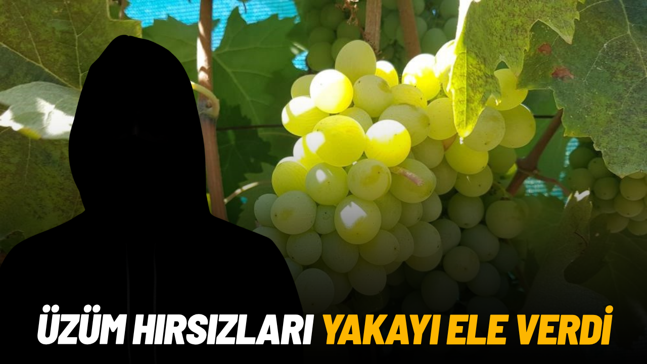 2 ton üzüm hırsızlığının şüphelileri yakalandı
