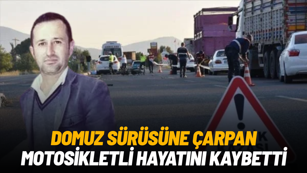 Domuz sürüsüne çarpan motosiklet sürücü hayatını kaybetti