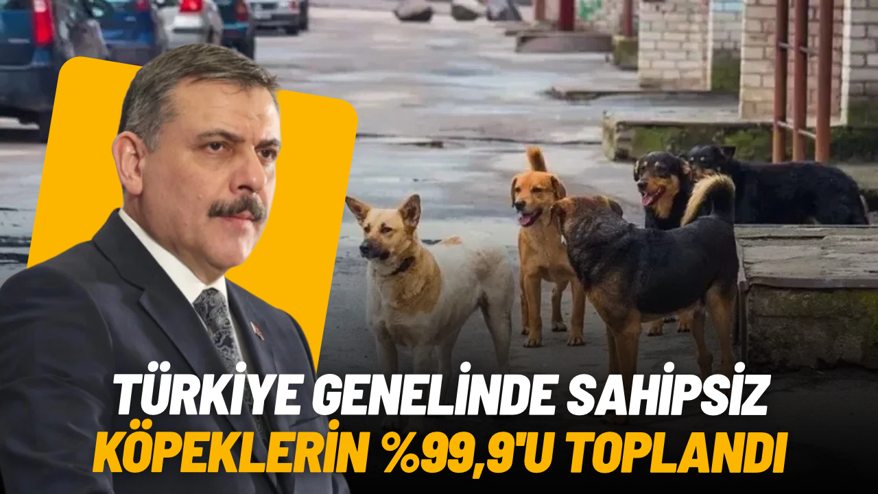 Bakan Çiftçi açıkladı: Sokak köpeklerinin yüzde 99,9’u toplandı