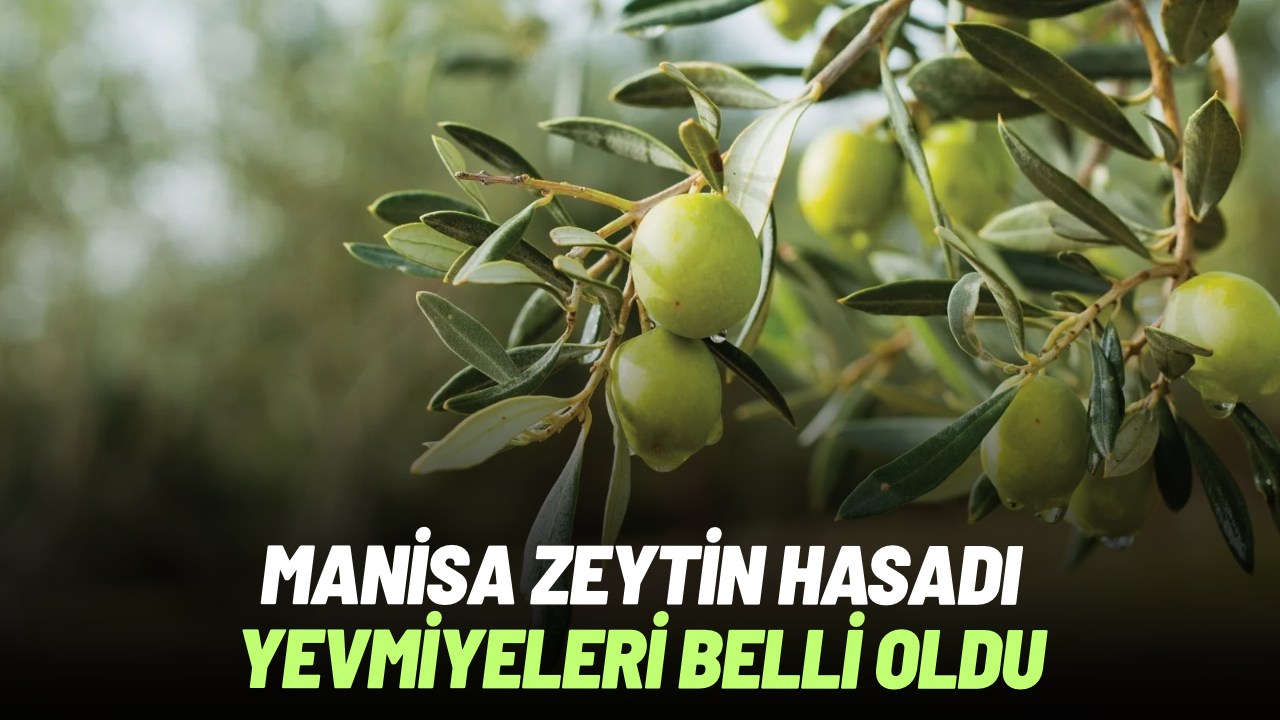 Manisa’da zeytin hasadı yevmiyeleri belli oldu