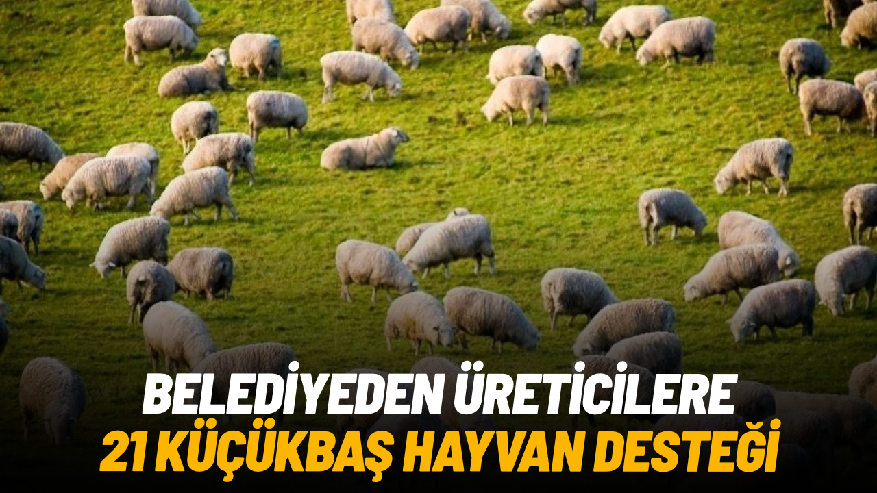 Manisa Büyükşehir’den üreticilere 21 küçükbaş hayvan desteği